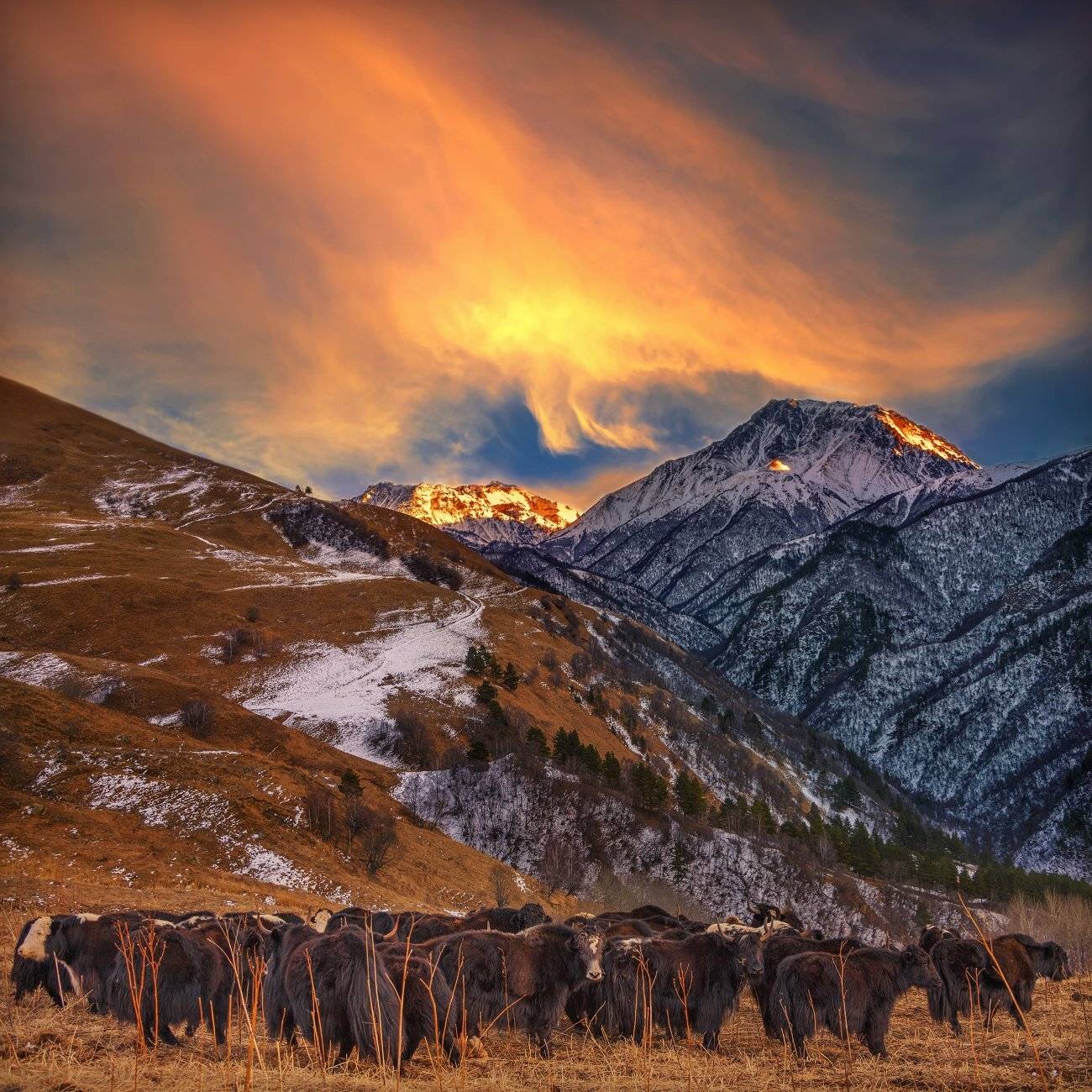 яки,зима,закат, Елена Брежицкая