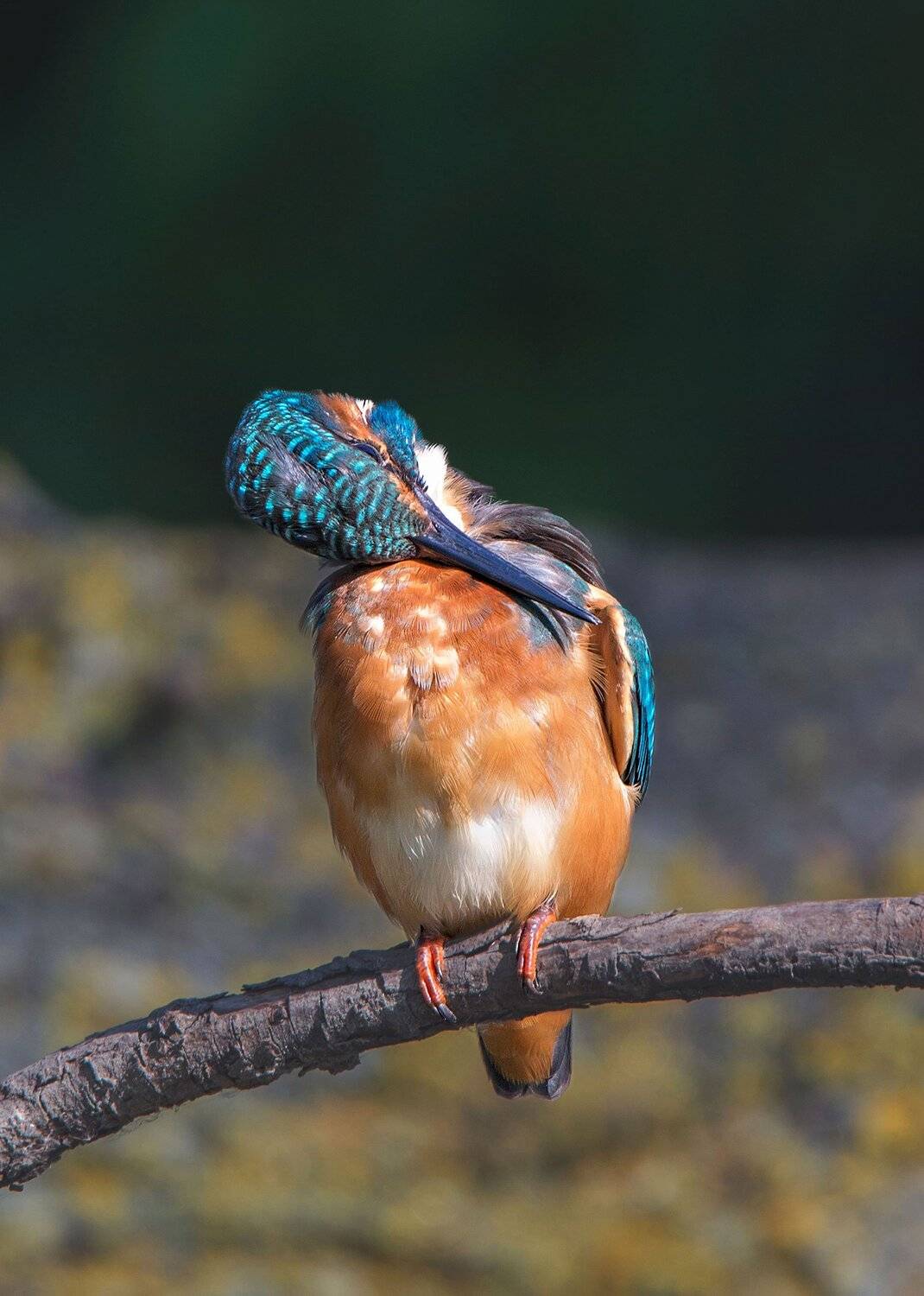 , Arkadiusz Michalak