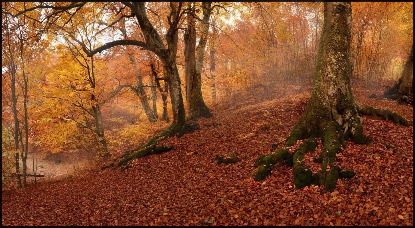 , Владимир Метцгер