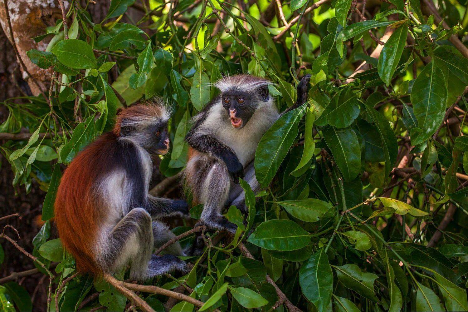 занзибар, танзания, восточная африка, эндемик, красные колобусы кирка, Арсений Кашкаров