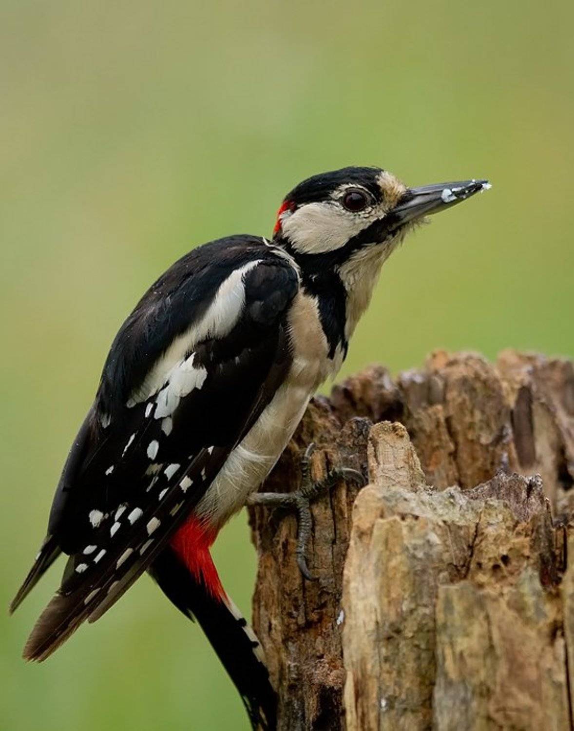 , Janina J?drzejewska-Szombara