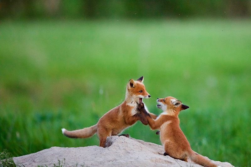 лисы,весна,май,природа, дикие животные Уже всё проглотил ... ? фото превью