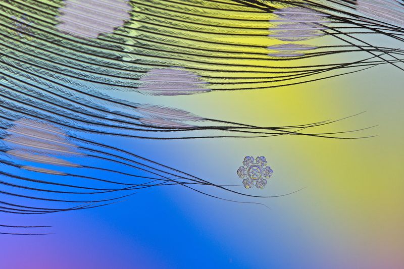 снежинка, снежинки, макро, зима, кристалл, природа Цветы февраля фото превью