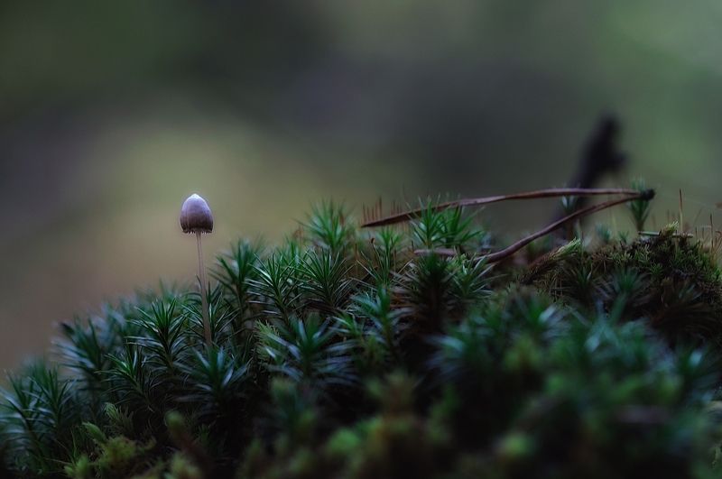 макро,грибы,лес одинокий... фото превью