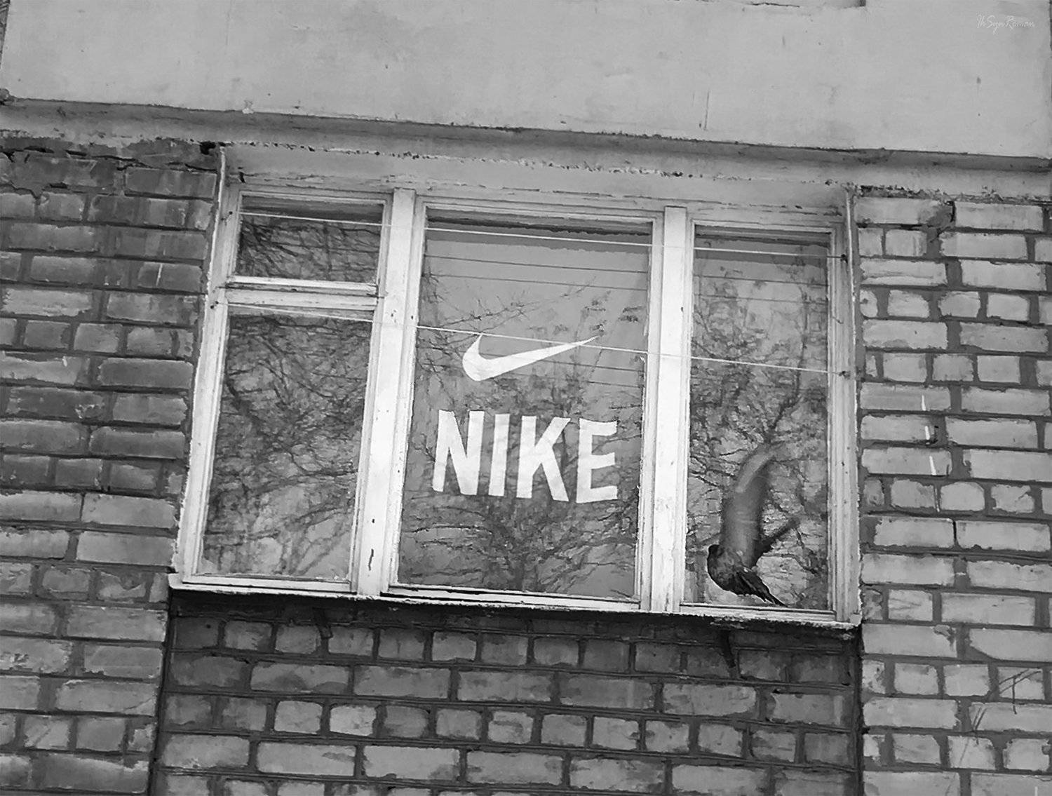 улица,город,дом,окно,птица,голубь, Roma  Chitinskiy