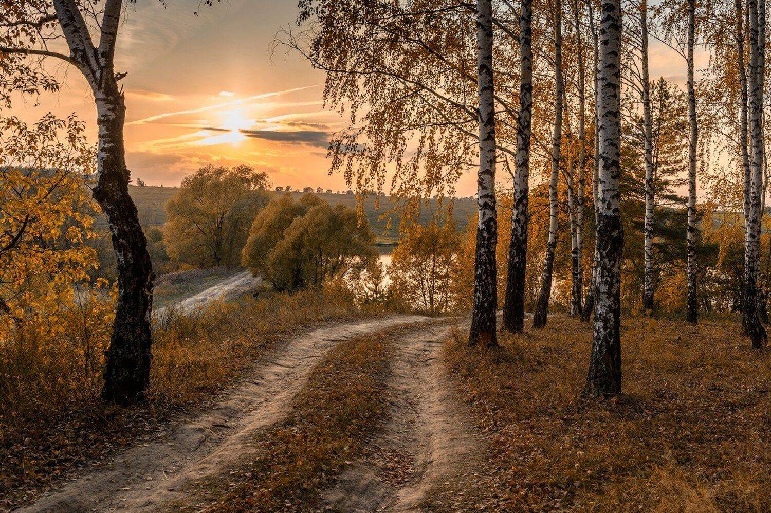 пейзаж,природа,россия,осень,золотая осень,березовая роща,дорога, Юлия Лаптева