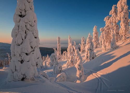 Кандалакшский лес.