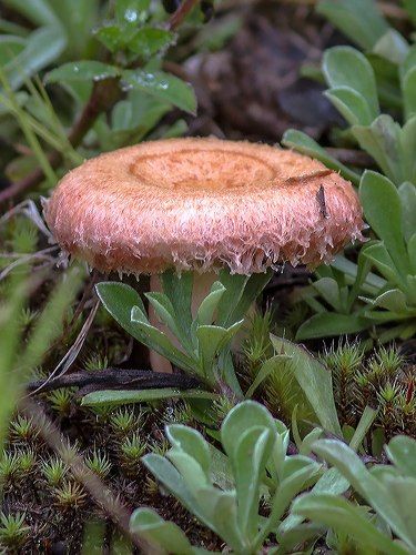 Тихая охота