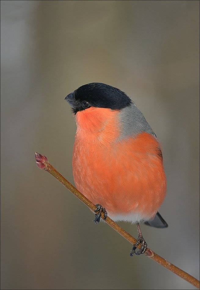 снегирь, Андрей Медведев