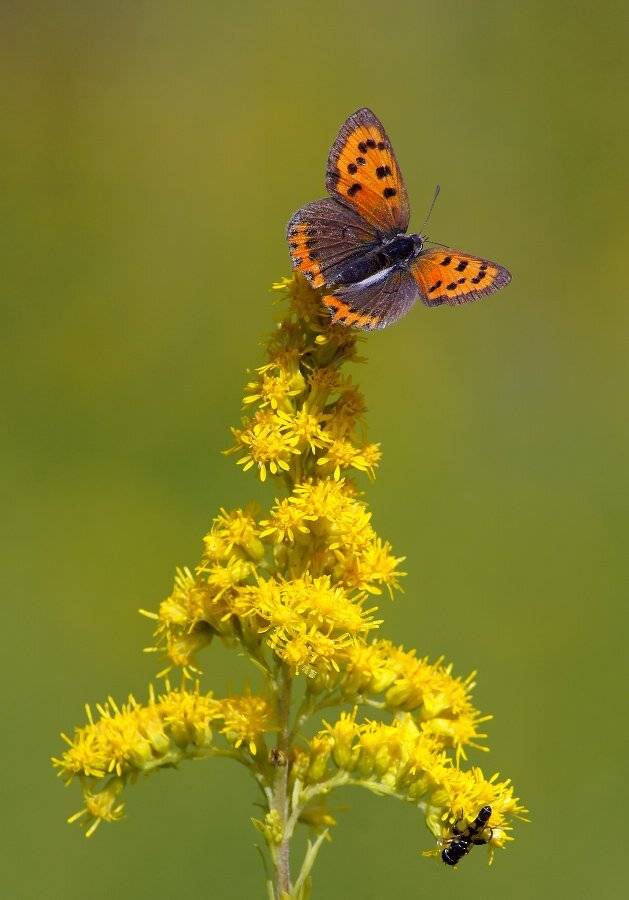 Бабочка, Чепленко Алексей
