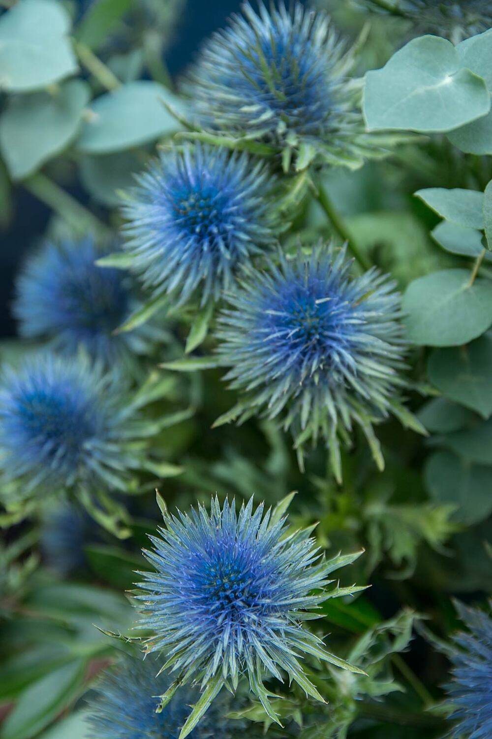 , Александр