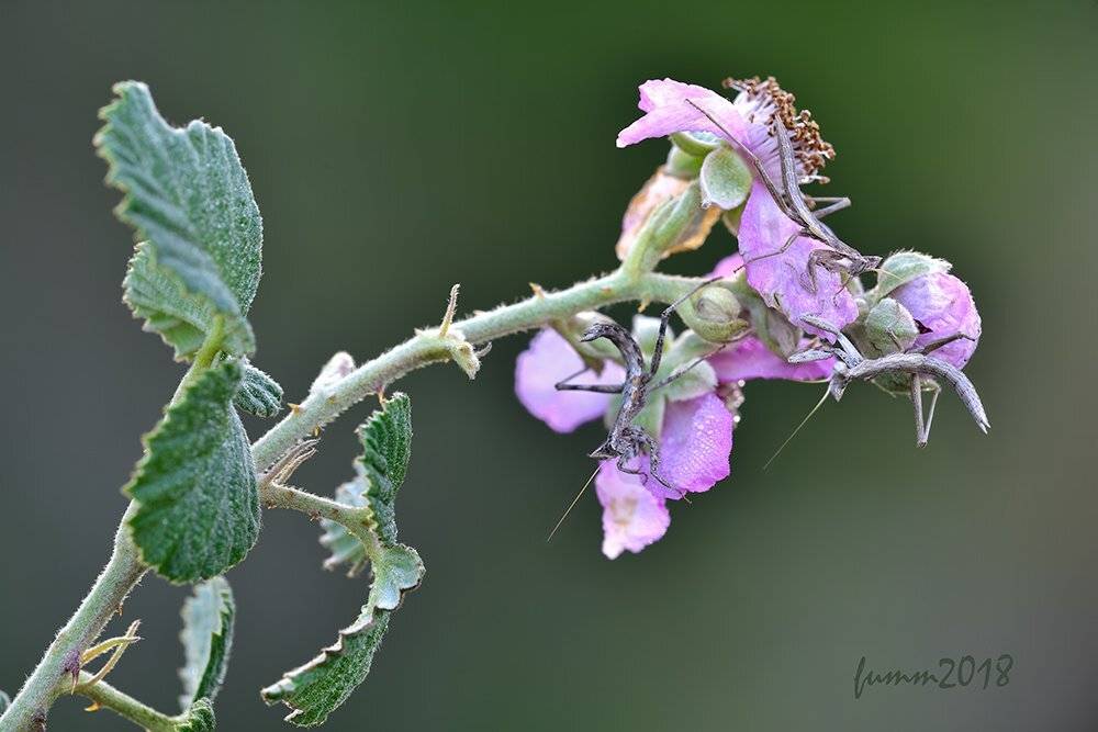 , Игорь ФУММ