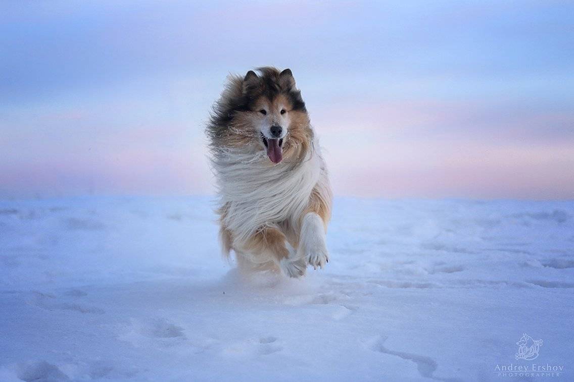 , Андрей Ершов