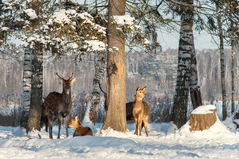Ушки на макушке. фото превью