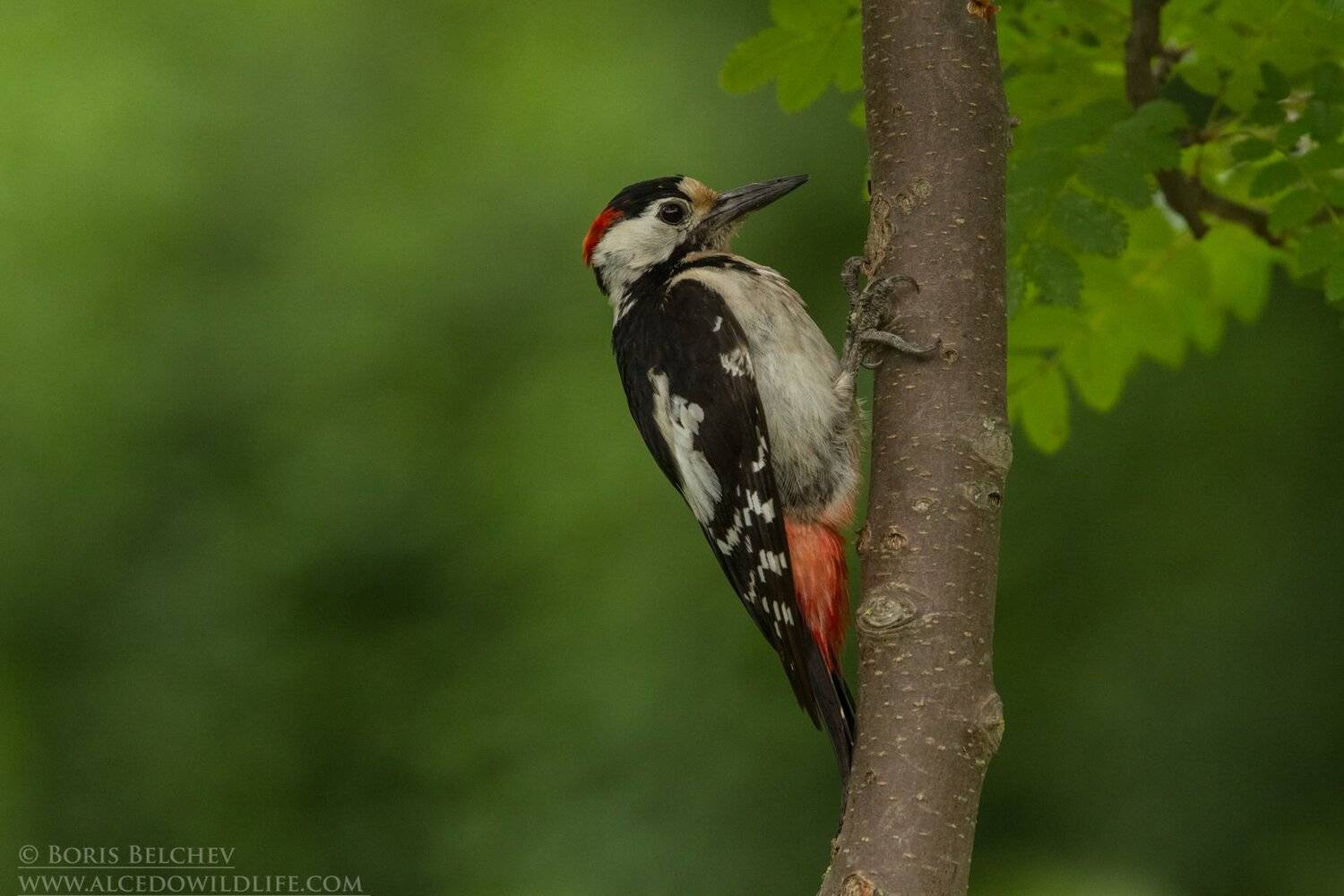 , Борис Белчев