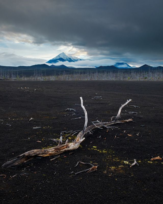 россия, камчатка, дальний восток, вулкан, пейзаж, лес, лава, пепел, дерево, рассвет Мертвый лес фото превью