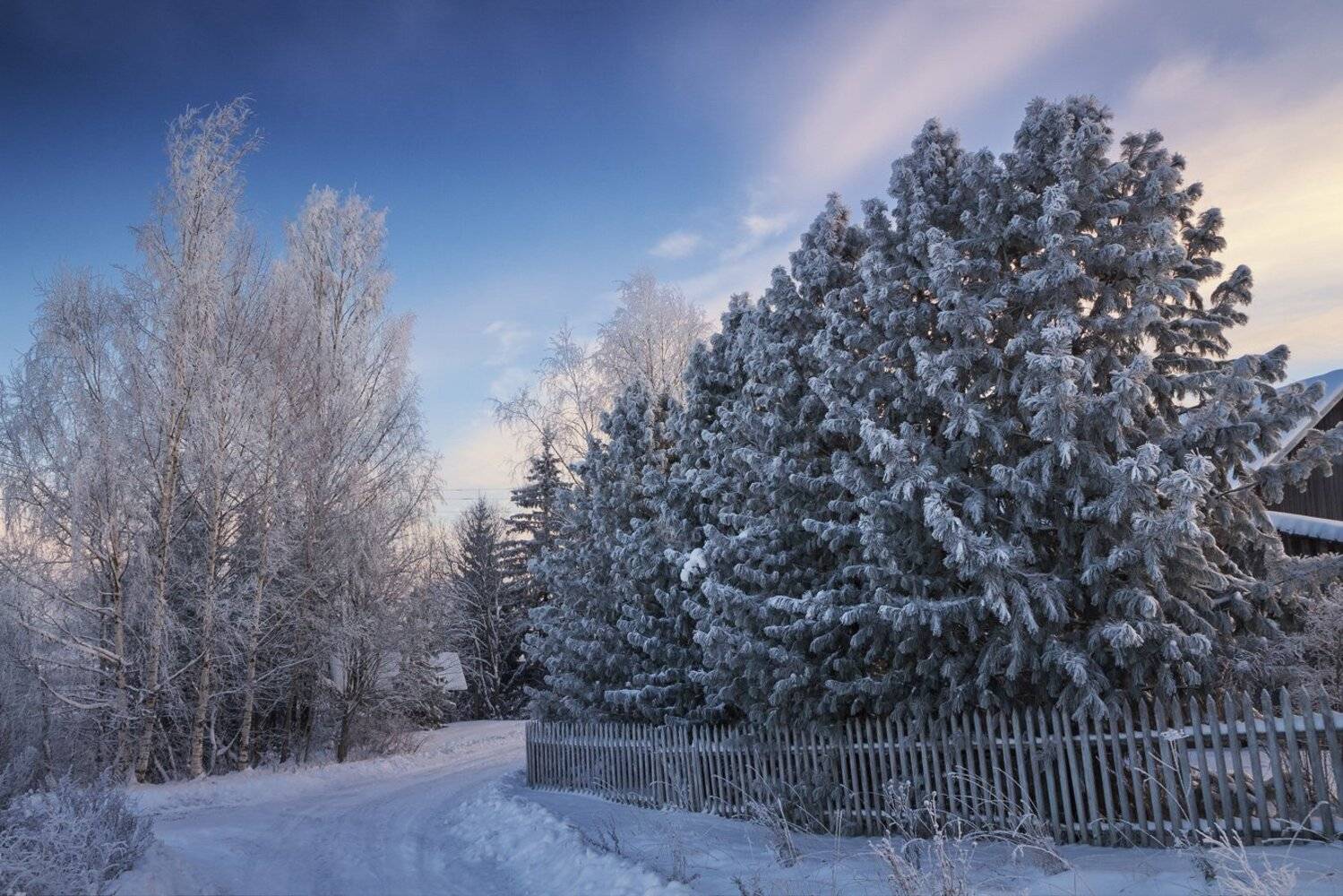 ноябрь, снег, мороз, кедр, солнечно, день., Смольский Евгений