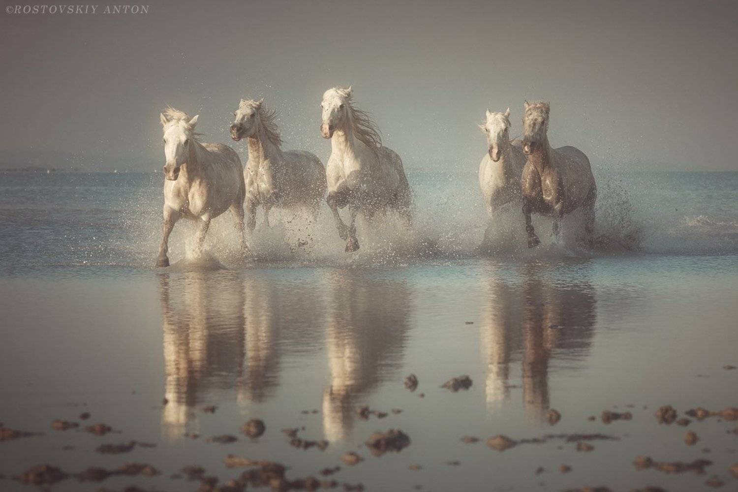 камарг, фототур, фотопутешествие, ангелы камарга, лошадь, конь, жеребцы, франция, Антон Ростовский