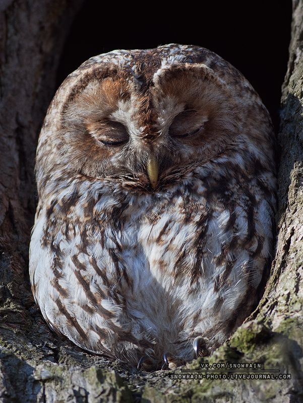 owl, wildlife, wildlife photography, анималистика, сова, фотоохота, birds, nature, птицы Серая неясыть фото превью