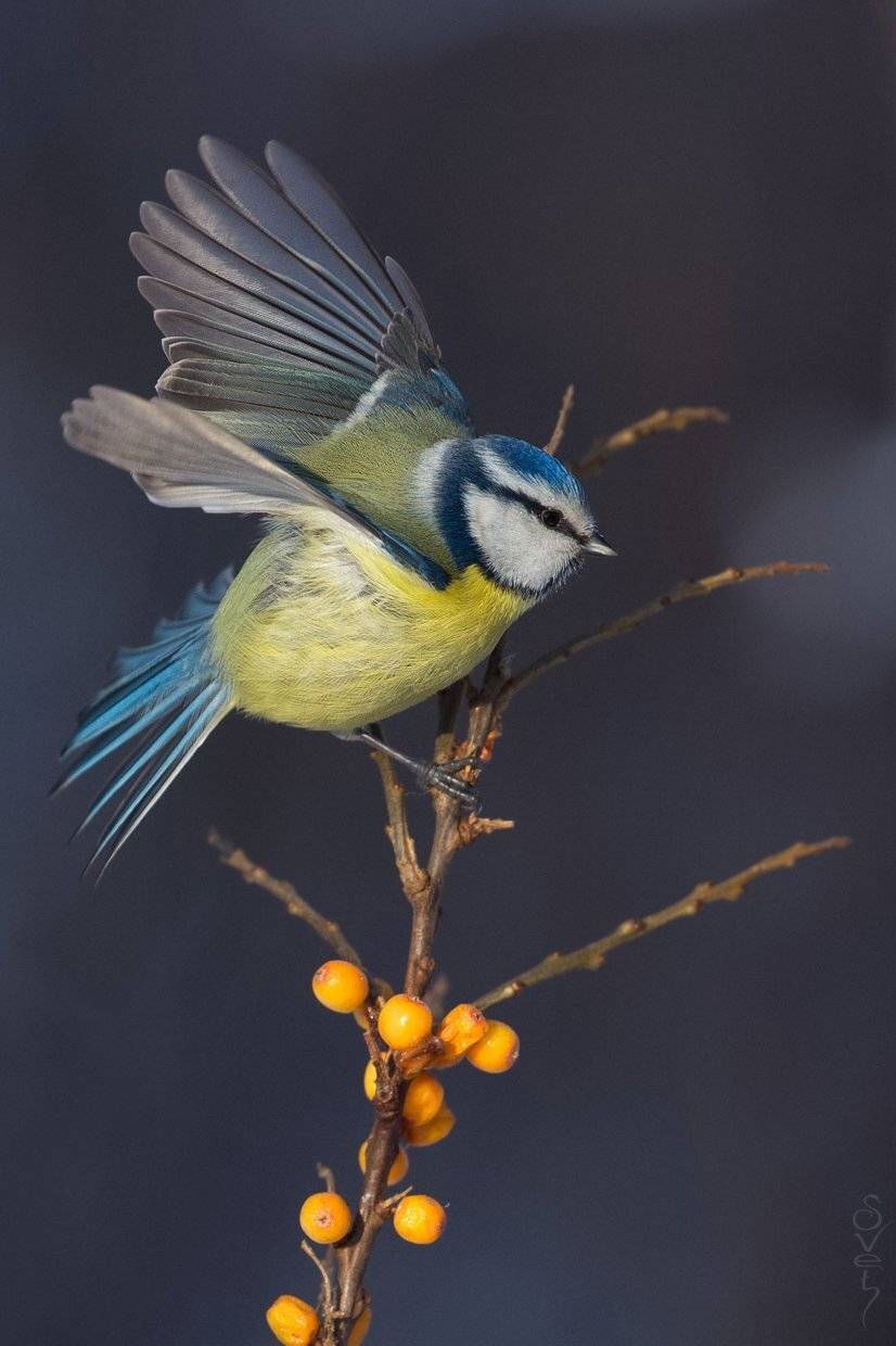 лазоревка (лат. cyanistes caeruleus), Байбекова Светлана