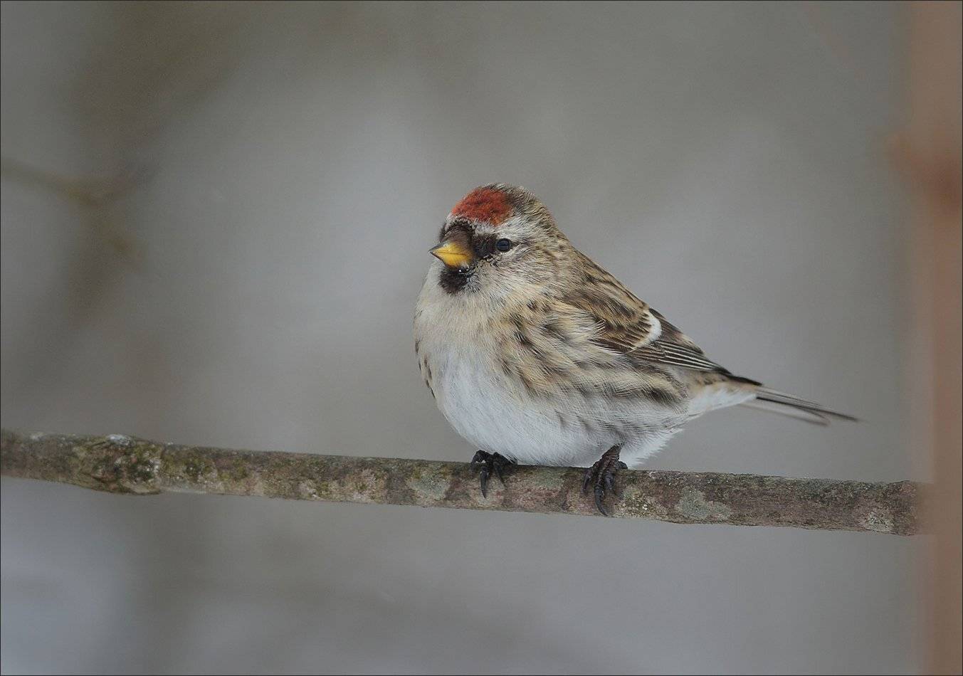 чечётка, Андрей Медведев