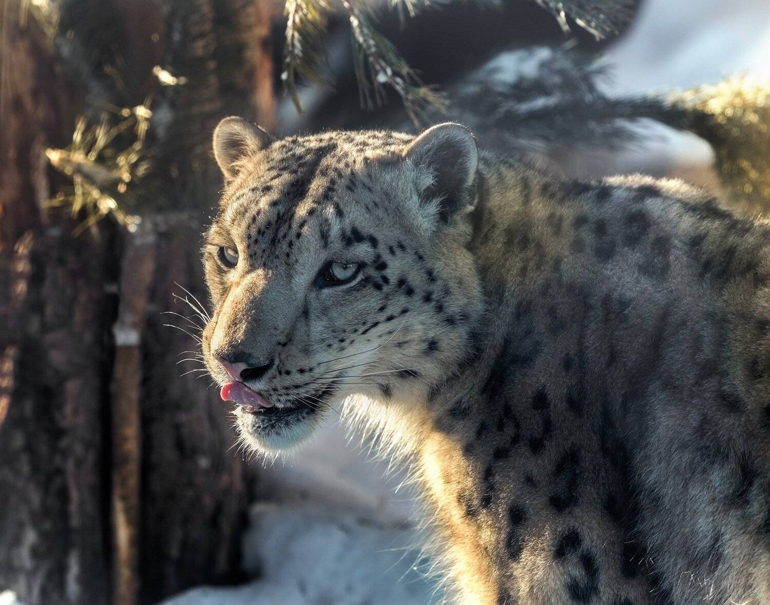 , Олег Богданов