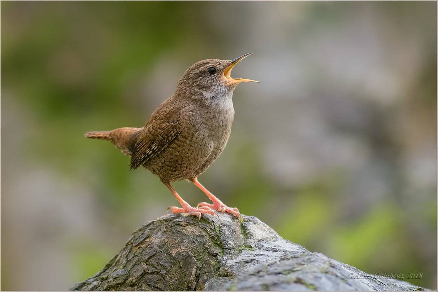 птицы, природа, крапивник, troglodytes troglodytes, northern wren, зима, февраль, 2018, россия, краснодарский край, хоста, Анна Голубева
