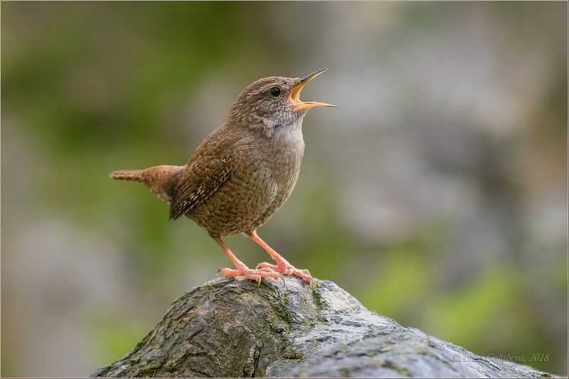 птицы, природа, крапивник, troglodytes troglodytes, northern wren, зима, февраль, 2018, россия, краснодарский край, хоста Певец весны фото превью