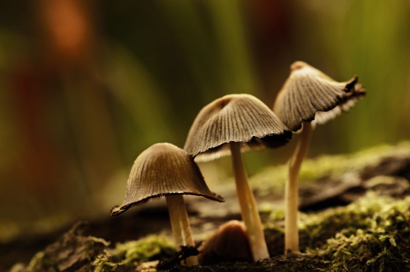макро,лес,грибы зарисовки из леса... фото превью