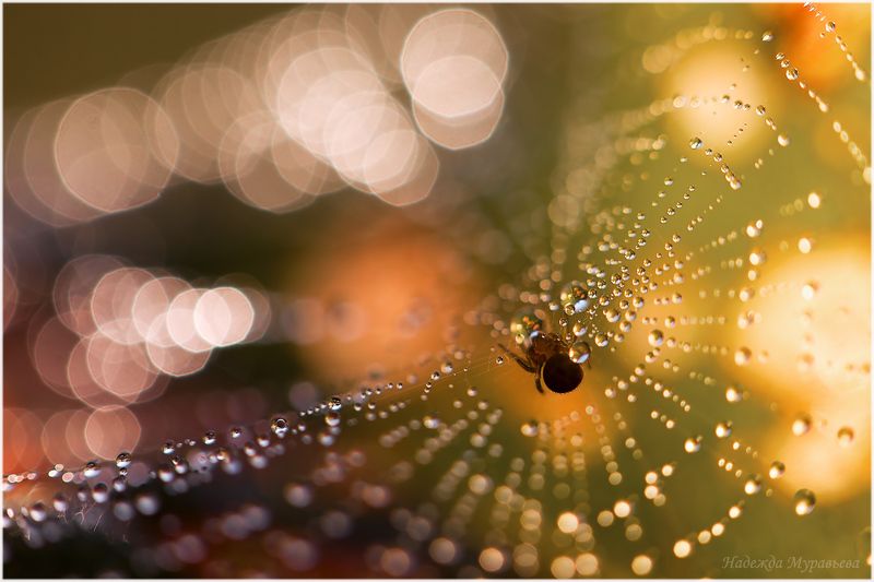 паутина, роса, паук Солнечная система фото превью