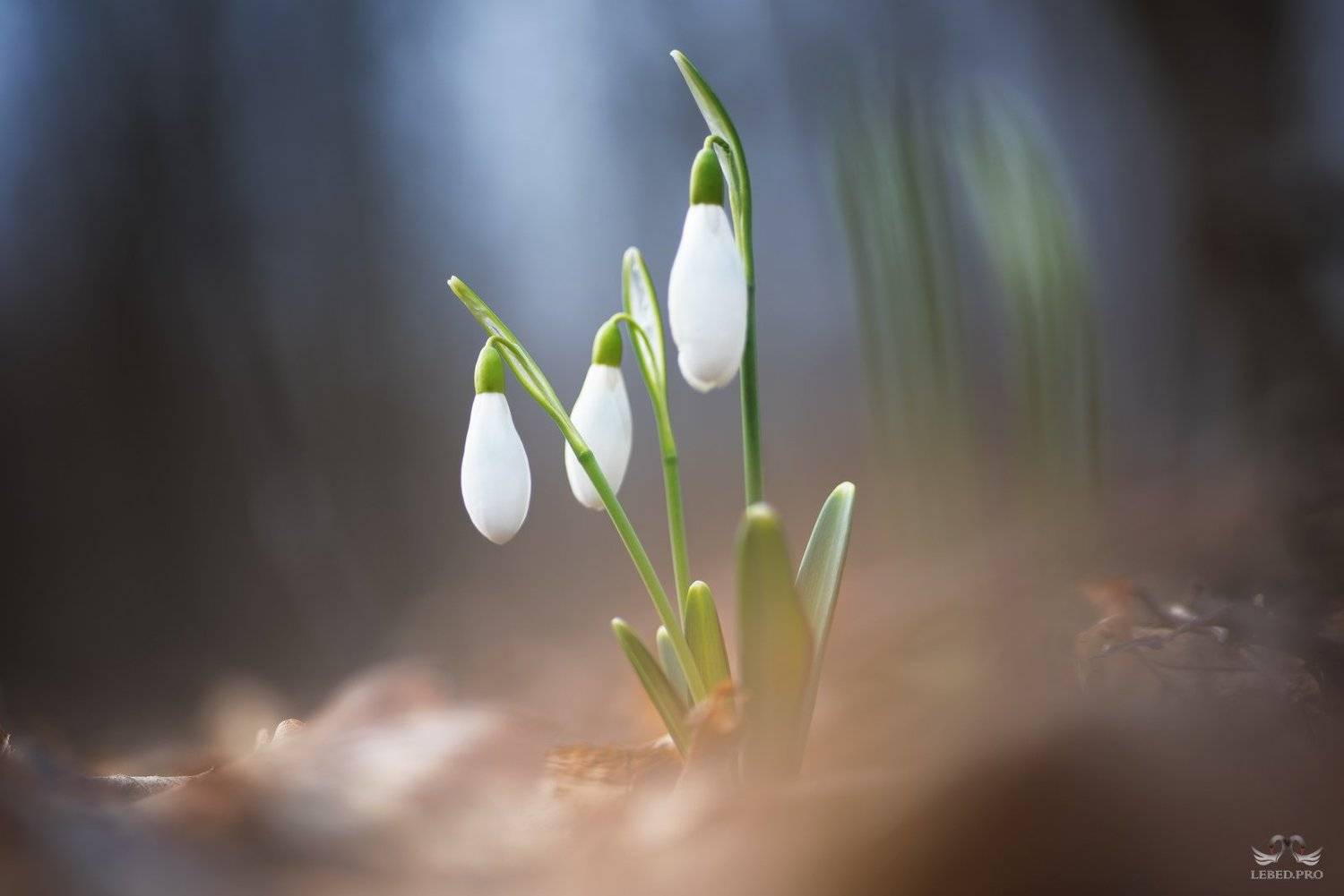 , Виктор Лебедь