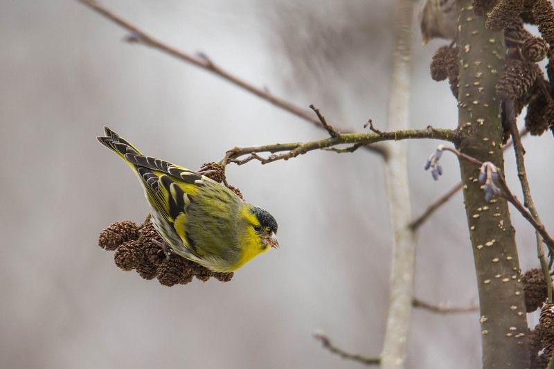 Czyż. фото превью