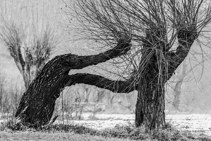 wierzby rosochate -ивы фото превью