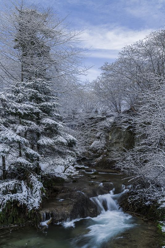 forest,river,switzerland,long eposure,tree,winter, В лесу фото превью