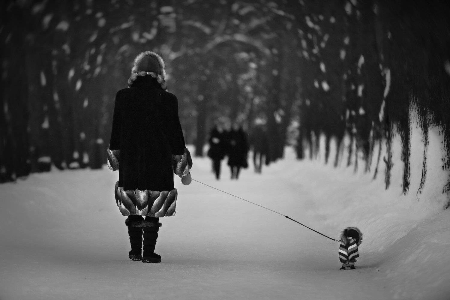 зима, снег, аллея, парк победы, собачка, стиль, стиляги, костюм, модницы, ALLA SOKOLOVA