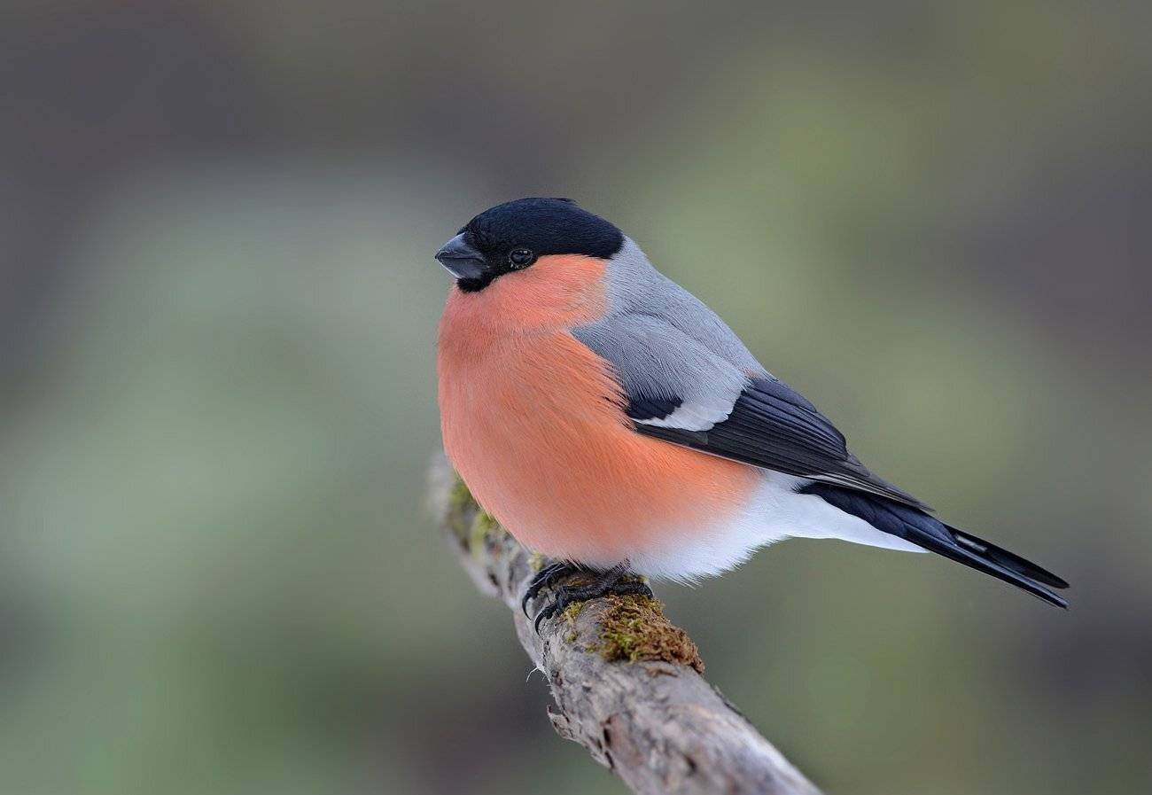 снегирь,самец,бор, Иван