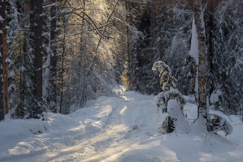 зима дорога страж Зимний страж фото превью