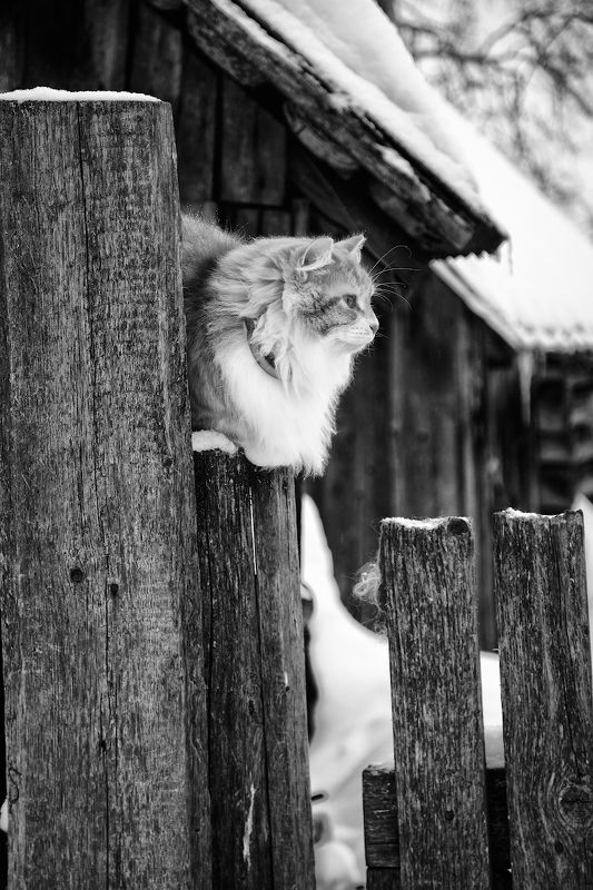 Деревенские истории фото превью