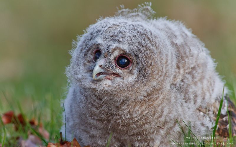 owl, wildlife, wildlife photography, анималистика, сова, фотоохота, birds, nature, птицы Птенец серой неясыти фото превью