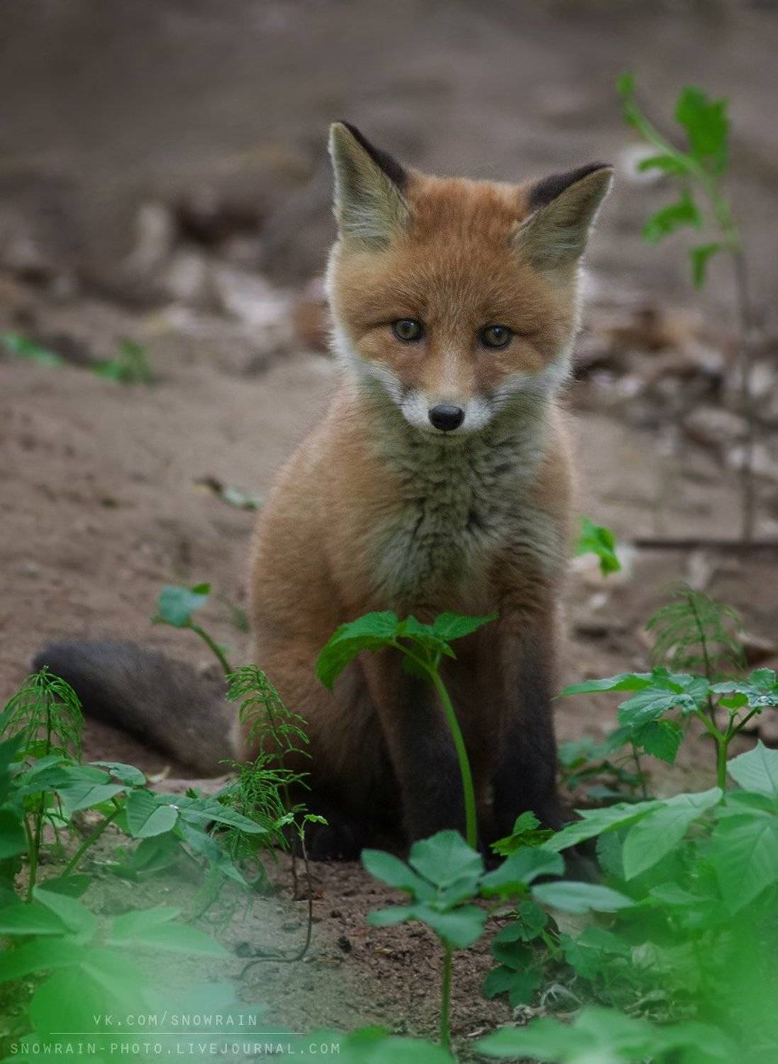 лиса, фотоохота, анималистика, дикая природа, природа, лес, животные, nature, wildlife, fox, animal, wildlifephoto, Snowrain