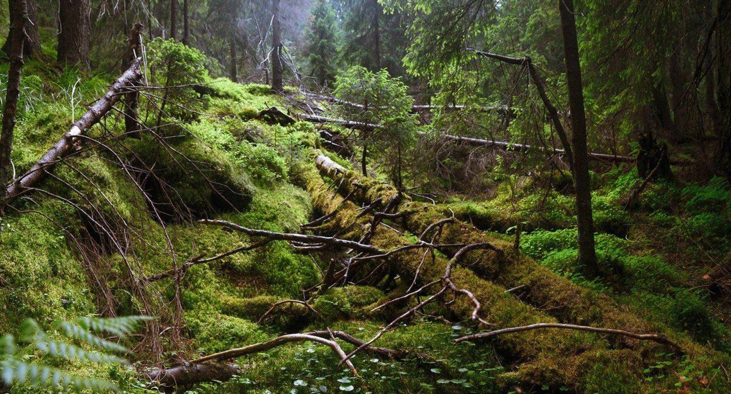  	горы,  Карпати, полонина, скеля, сонце, Чорногора, Карпаты, панорама,, Алексей Медведев