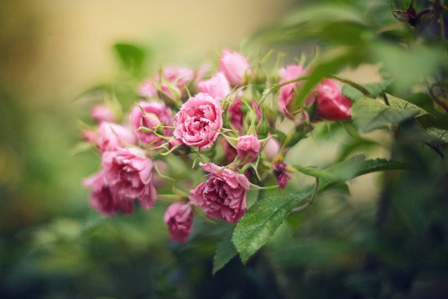 , Елена Галицкая