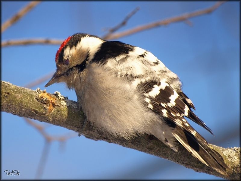 малый пёстрый дятел, picoides minor, dendrocopos minor, дятел, битцевский лесопарк, москва, птицы россии Малый пёстрый дятел фото превью