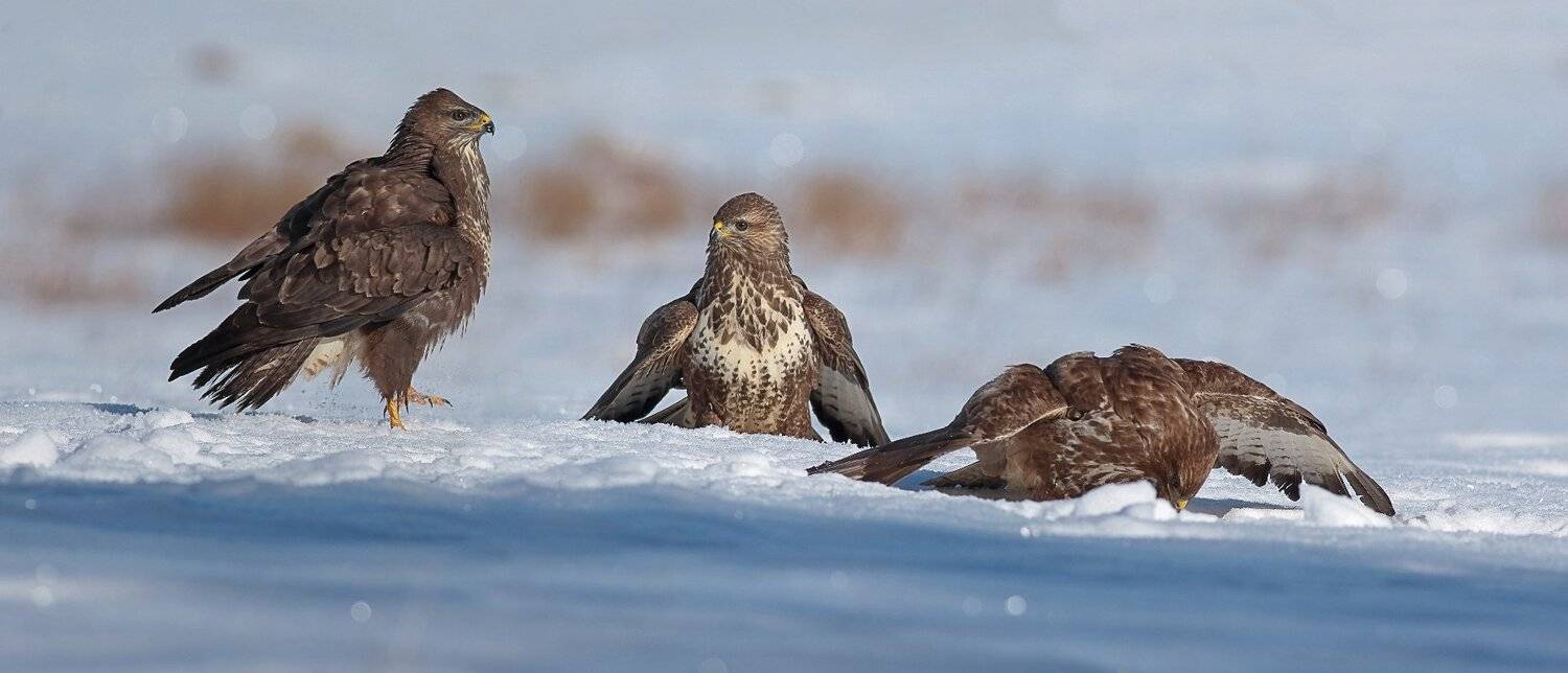 , Георги Славов