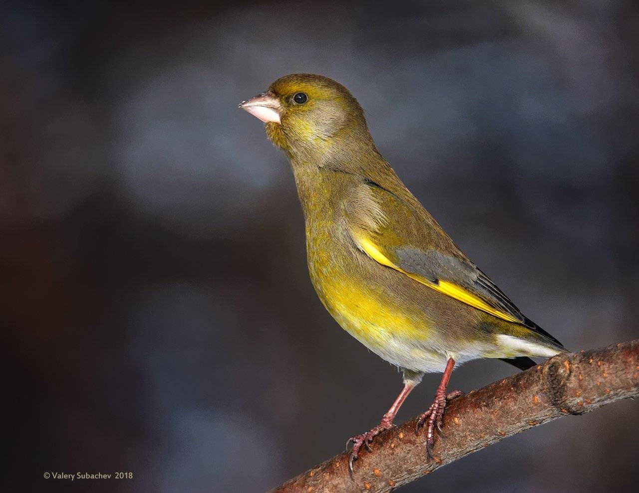 , Валерий Субачев