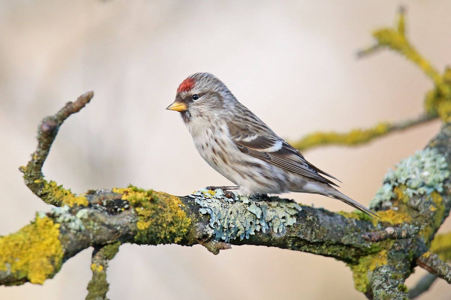 обыкновенная, чечётка, common redpoll, acanthis flammea, parastais ķeģis, riga, latvia, Виктор Иванов