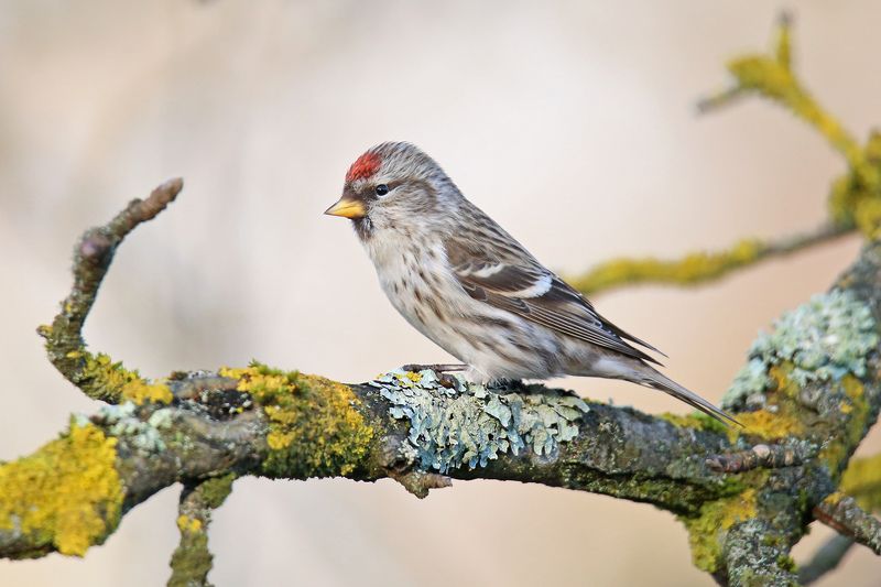обыкновенная, чечётка, common redpoll, acanthis flammea, parastais ķeģis, riga, latvia Красная Шапочка и все-все-все фото превью