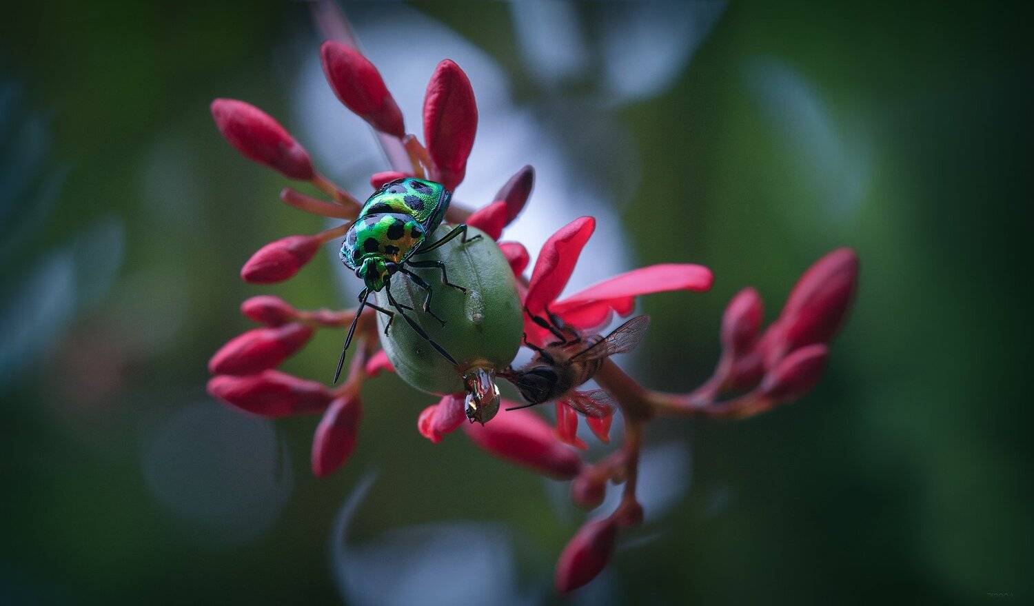 природа, бабочки, макро, индонезия, Дмитрий Посевич