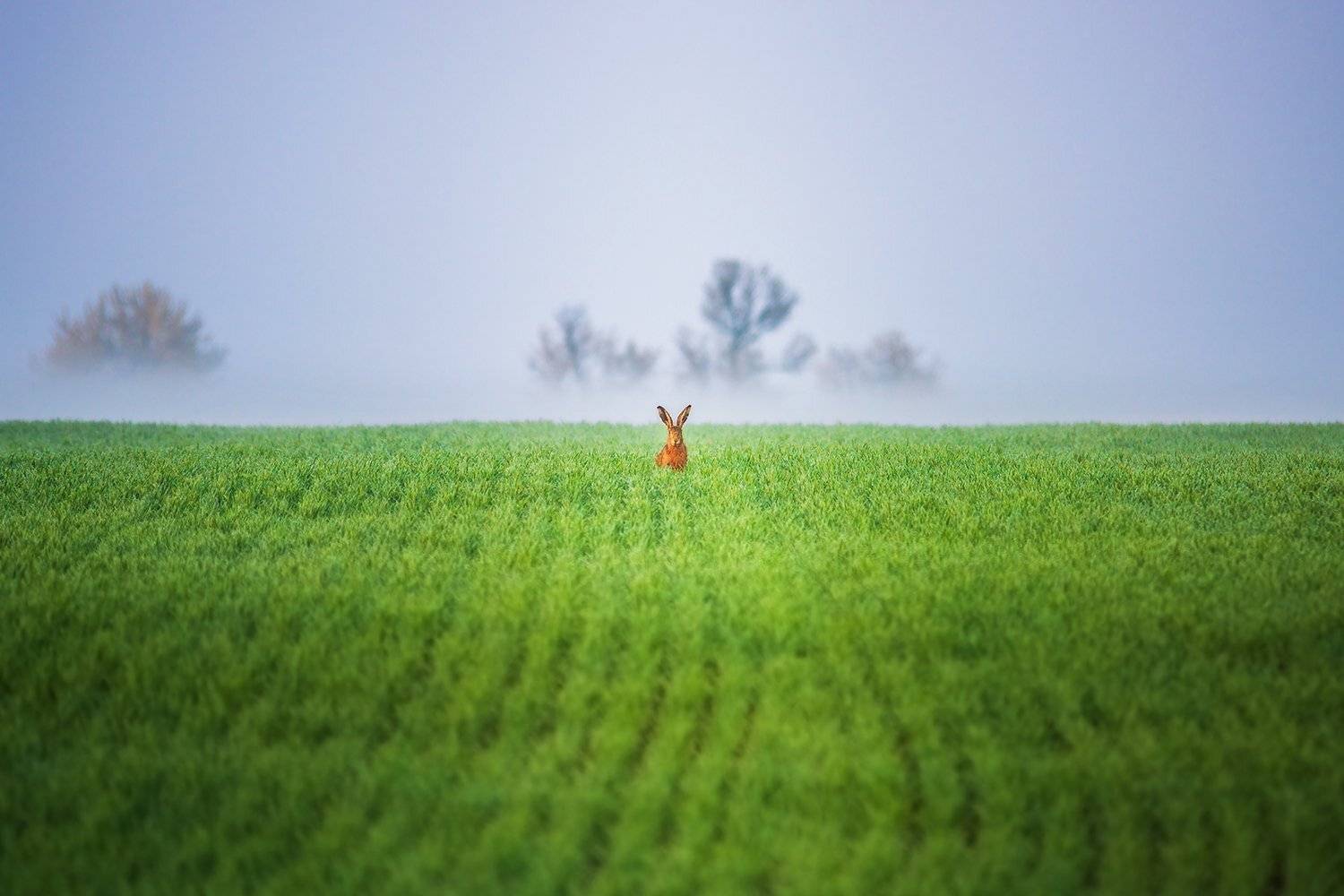 чехия, моравия, заяц, czech, moravia, rabbit, hare, Василий Яковлев