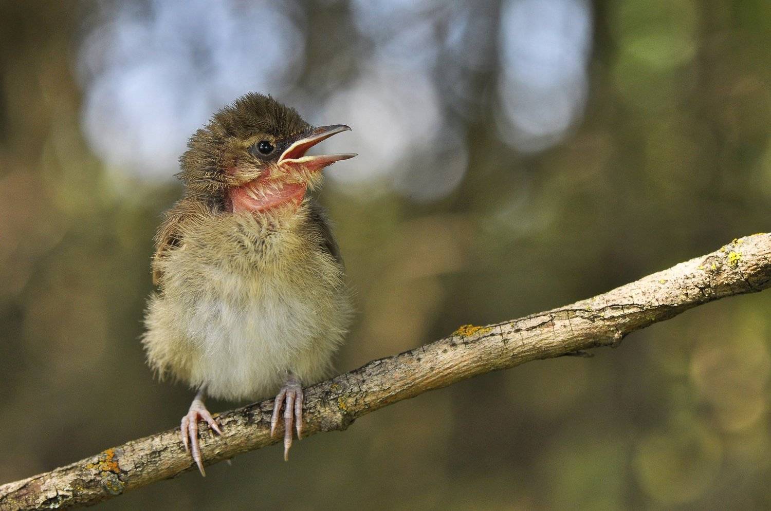 , Макеев Алексей